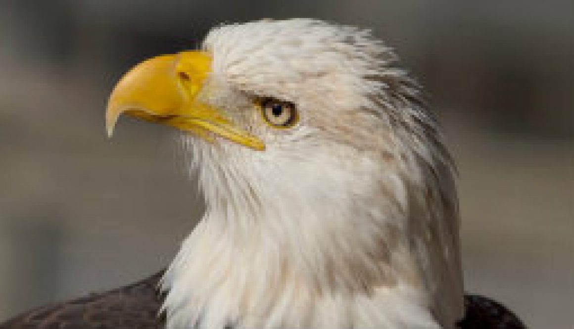 Shots of Bald Eagle (portrait)