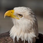Shots of Bald Eagle (portrait)