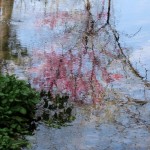 Spring Time Reflections
