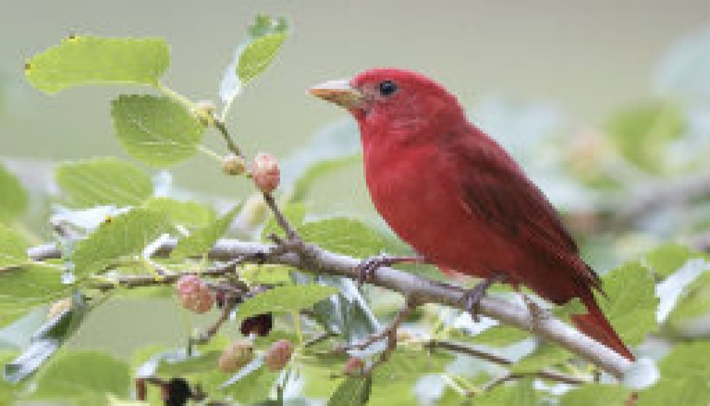 Summer Tanagers 2010 featured