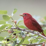 Summer Tanagers 2010