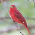 Summer Tanagers 2010