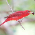 Summer Tanagers 2010