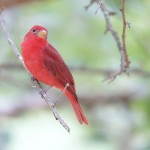 Summer Tanagers 2010