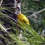 Taken from Log Mountain Lookout in 2004