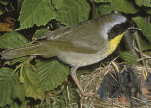 The Common Yellowthroat Warbler