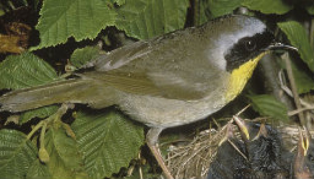 The Common Yellowthroat Warbler featured