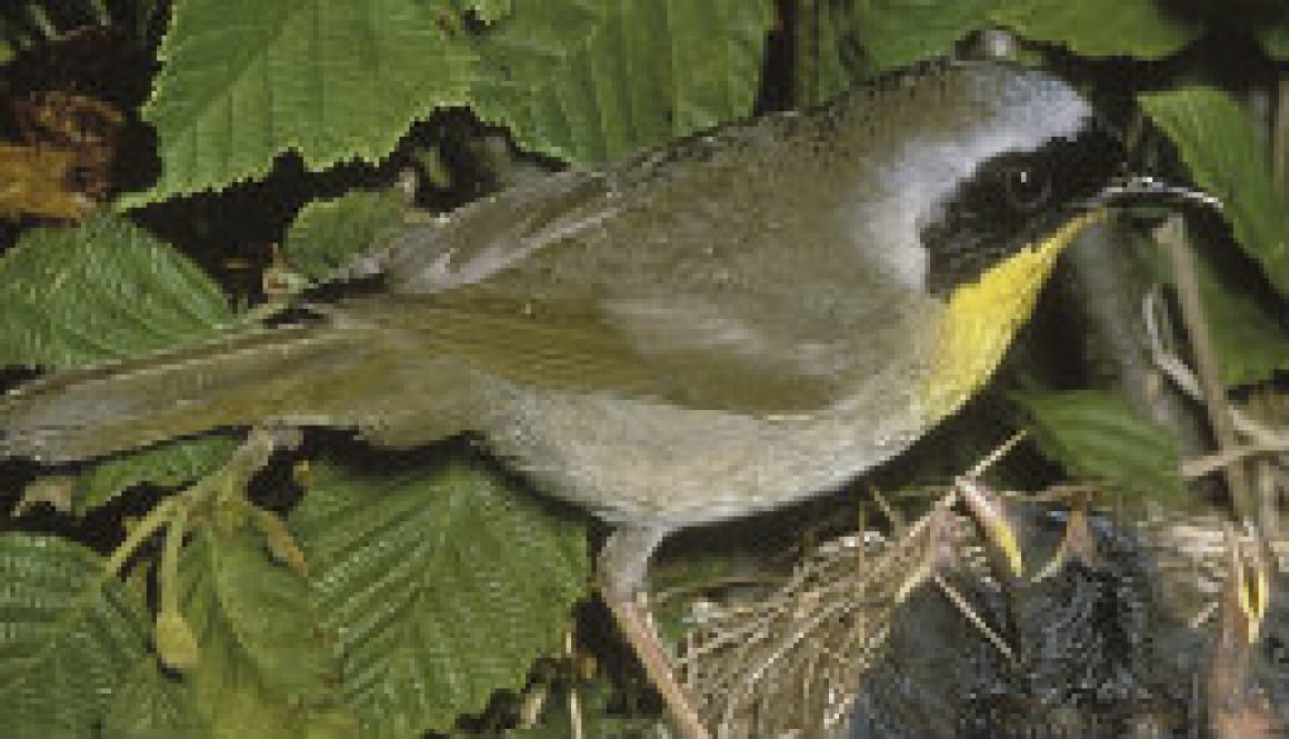 The Common Yellowthroat Warbler featured