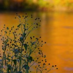 The Golden Hour at River of Life Farm