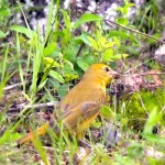 The amazing Tanagers