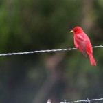 The amazing Tanagers