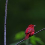 The amazing Tanagers