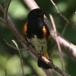 The beautiful American Redstart