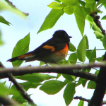 The beautiful American Redstart