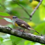 The beautiful American Redstart