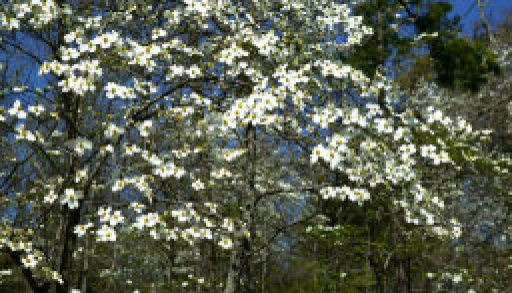 The spectacular Dogwoods of April featured