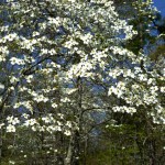 The spectacular Dogwoods of April