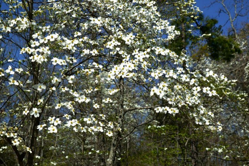 The spectacular Dogwoods of April