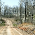 The spectacular Dogwoods of April