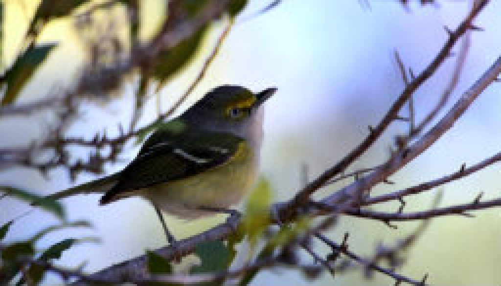 The vocal White-eyed Vireo featured