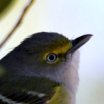 The vocal White-eyed Vireo1