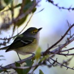 The vocal White-eyed Vireo1