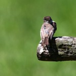 The vociferous Eastern Phoebe