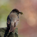 The vociferous Eastern Phoebe