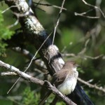 The vociferous Eastern Phoebe