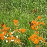 Things to do -- Caney Mountain Refuge