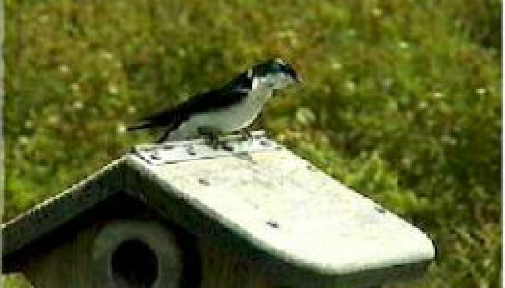 Tree Swallow featured