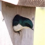 Tree Swallow