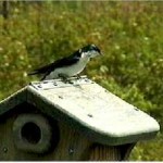 Tree Swallow