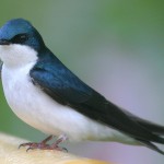 Tree Swallow