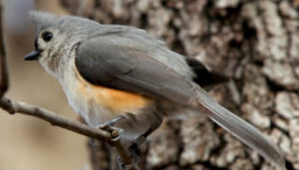 Tufted Titmouse on March 4, 2009 featured