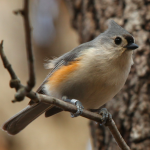 Tufted Titmouse on March 4, 2009