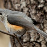 Tufted Titmouse on March 4, 2009