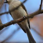 Tufted Titmouse on March 4, 2009