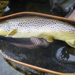 Two-gorgeous-September-trout1.