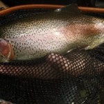 Two-gorgeous-September-trout1.