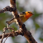 Uncommon Warblers at ROLF