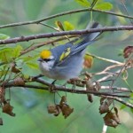 Uncommon Warblers at ROLF