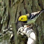 Uncommon Warblers at ROLF