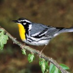 Uncommon Warblers at ROLF