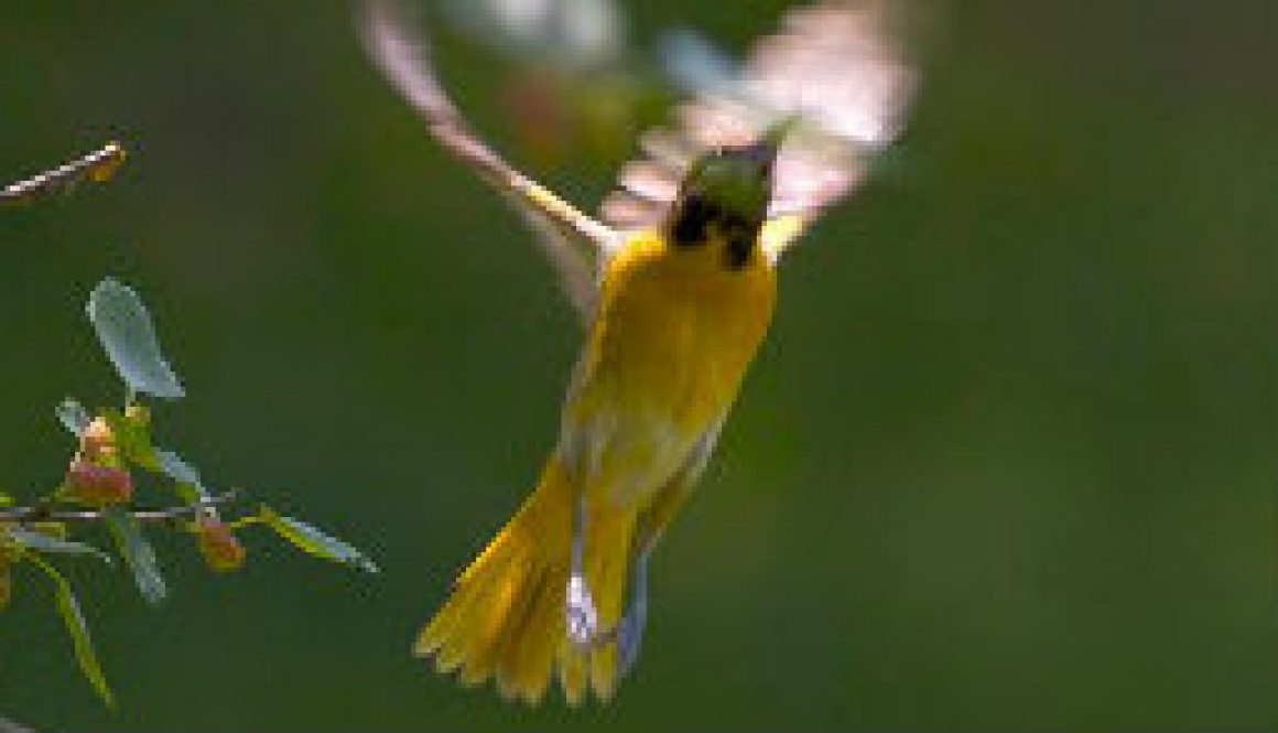 Unusual birds in action featured