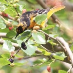 Unusual birds in action