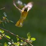 Unusual birds in action