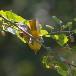 Unusual birds in action