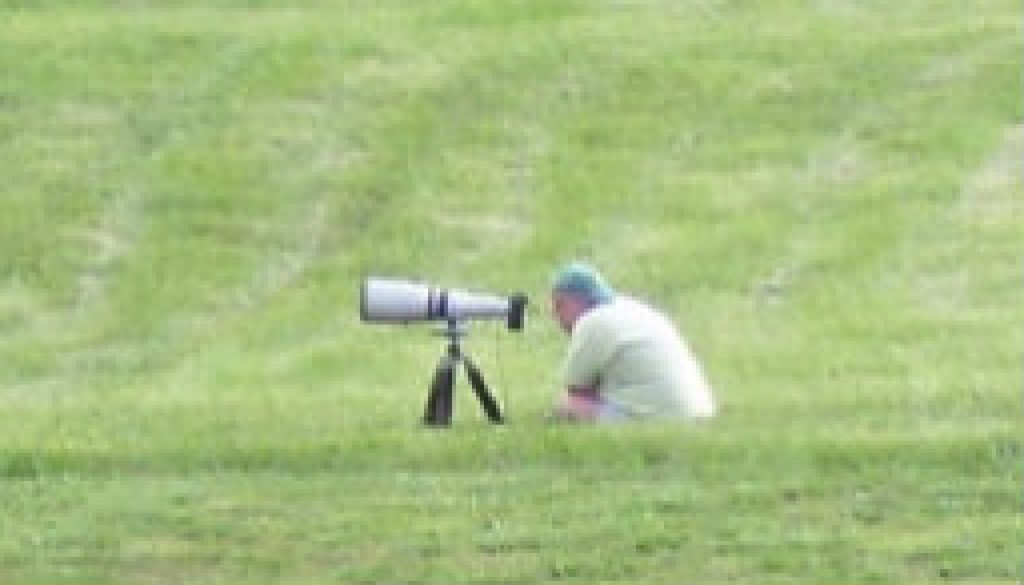 Using a long lens to capture bluebirds featured
