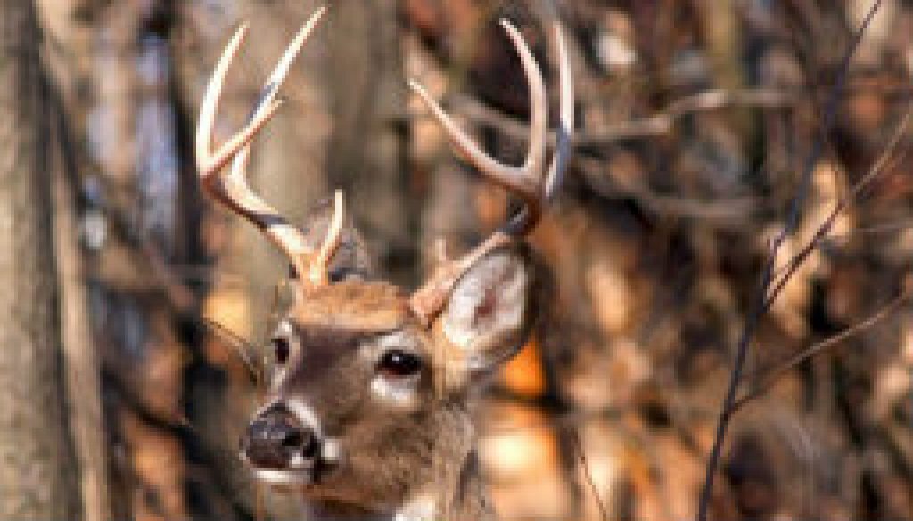 Very nice White Tail deer buck featured